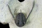 Cyphaspis Eberhardiei Trilobite - Foum Zguid, Morocco #164465-2